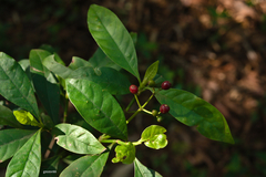 Psychotria carthagenensis