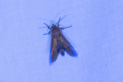 Mythimna unipuncta