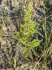Artemisia campestris caudata