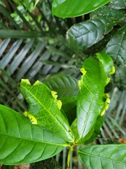 Ficus nervosa