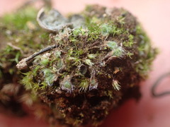 Riccia trichocarpa