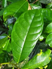 Ficus nervosa