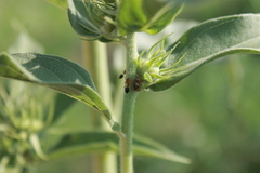 Crematogaster laeviuscula