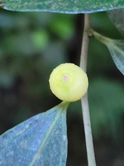 Ficus nervosa