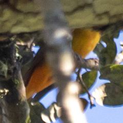 Protonotaria citrea