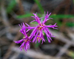 Vernonia blodgettii