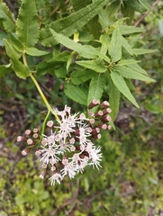 Aristeguietia salvia