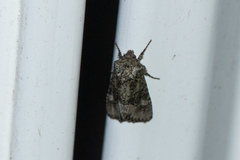 Lacinipolia olivacea