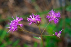 Vernonia blodgettii