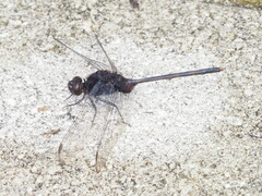 Erythemis plebeja
