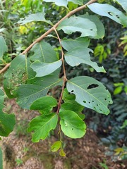 Lagerstroemia subcostata