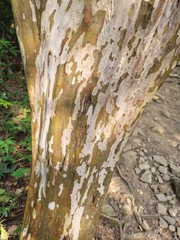 Lagerstroemia subcostata