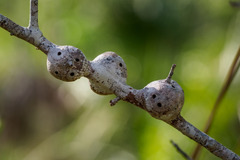 Callirhytis quercusbatatoides