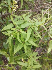 Aristeguietia salvia