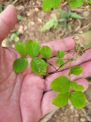 Lagerstroemia subcostata