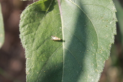 Neotephritis finalis