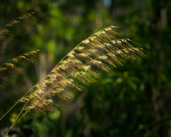 Sorghastrum secundum