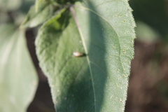 Neotephritis finalis