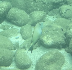 Ctenochaetus striatus