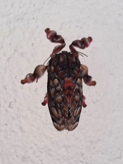 Phobetron hipparchia