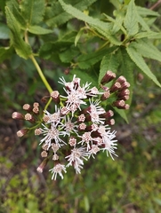 Aristeguietia salvia