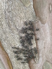 Cerastipsocus venosus