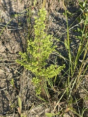 Artemisia campestris caudata