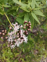 Aristeguietia salvia