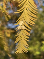 Taxodiomyia cupressi