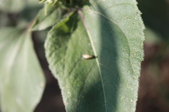 Neotephritis finalis