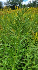 Solidago ptarmicoides