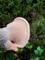 Hydnum canadense