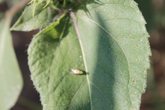 Neotephritis finalis