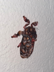 Phobetron hipparchia