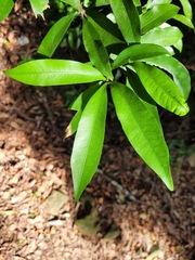 Lithocarpus hancei