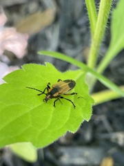 Chauliognathus marginatus