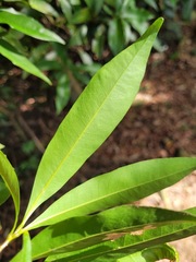 Lithocarpus hancei