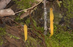 Clavulinopsis helvola