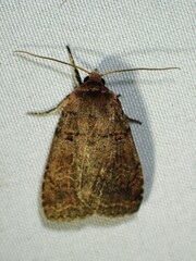 Orthodes cynica