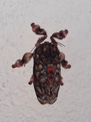 Phobetron hipparchia