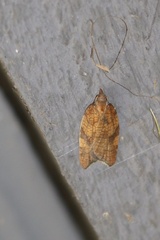 Acleris rhombana