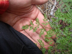 Lomatium