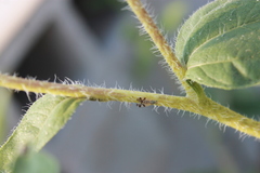 Neotephritis finalis