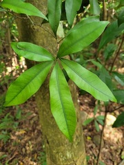 Lithocarpus hancei