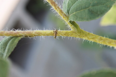 Neotephritis finalis