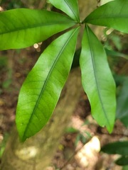Lithocarpus hancei