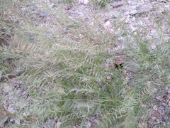 Bouteloua aristidoides