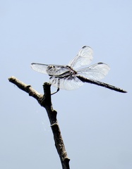 Libellula