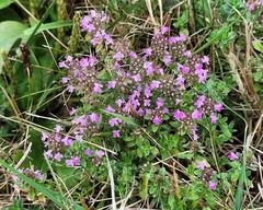 Thymus pulegioides