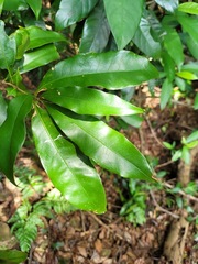 Lithocarpus hancei